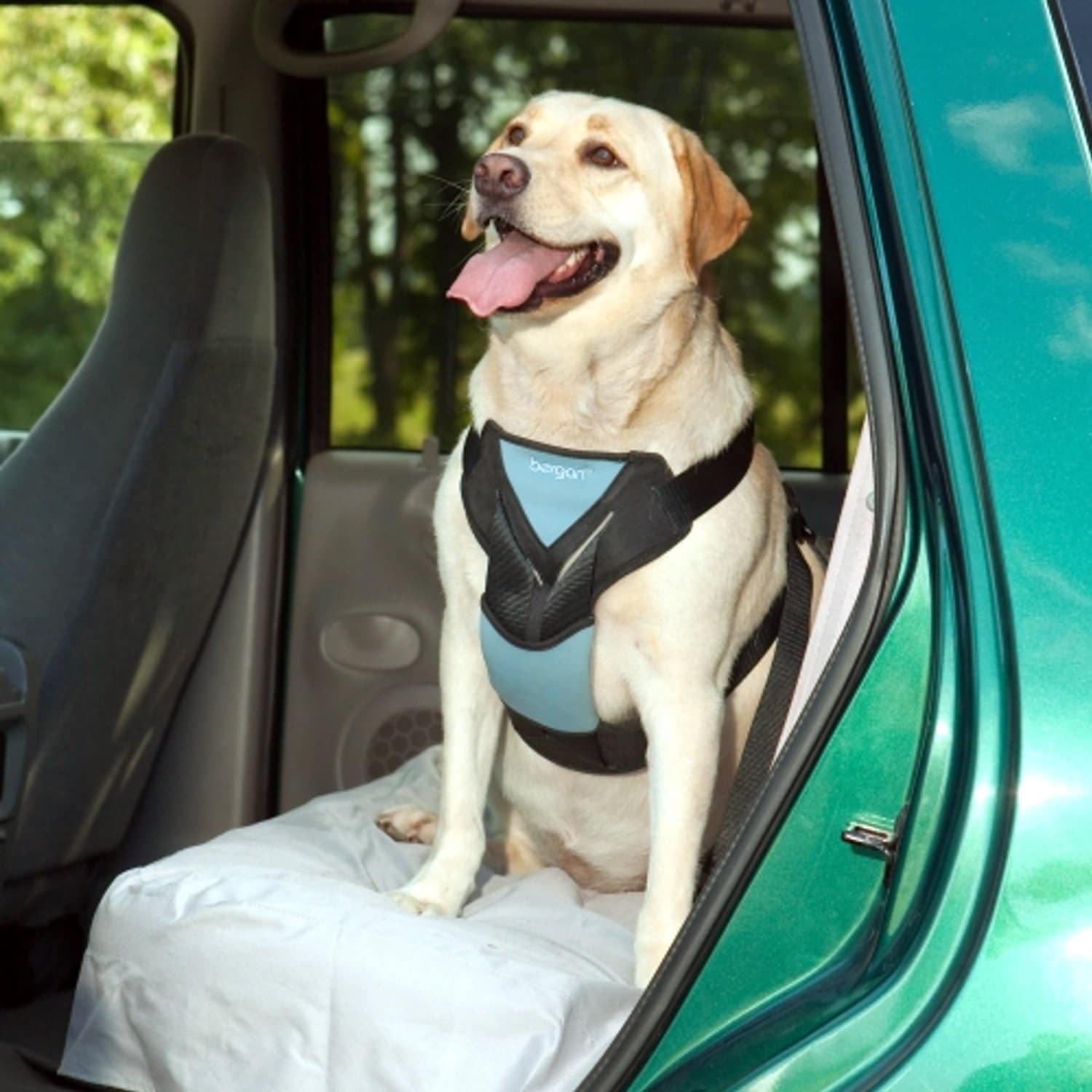 Review of Bergan Complete Dog Car Harness System