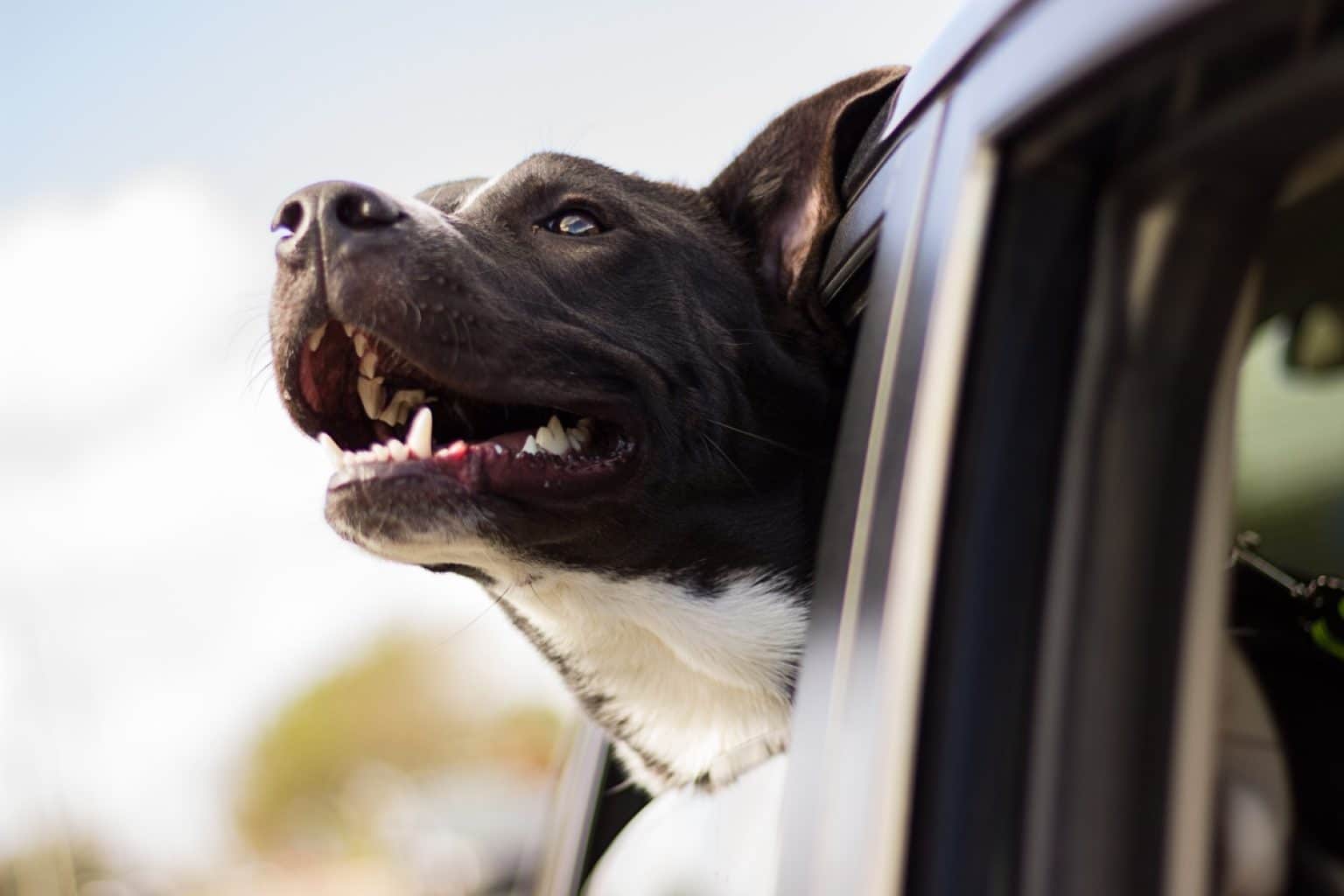 How Best To Travel With A Dog In Your Car The Car Stuff