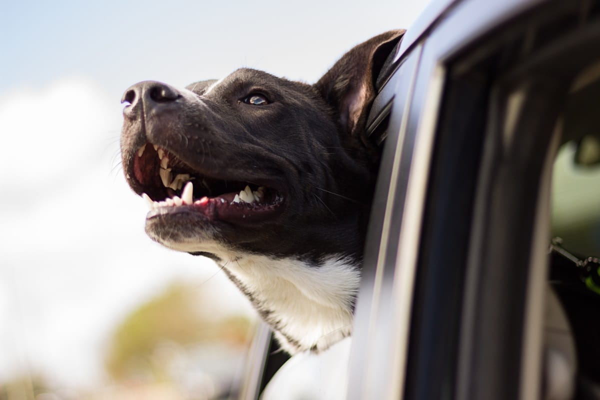 how to travel well with a dog in your car