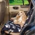Review of Topist (Taygeer) Pet Hammock a Dog Car Seat Cover